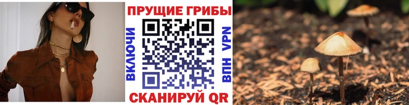 закладка  Новочебоксарск  Псилоцибиновые грибы Cubensis 